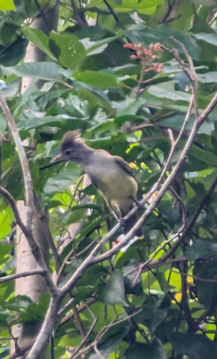 Желтобрюхая эления - ML646151282