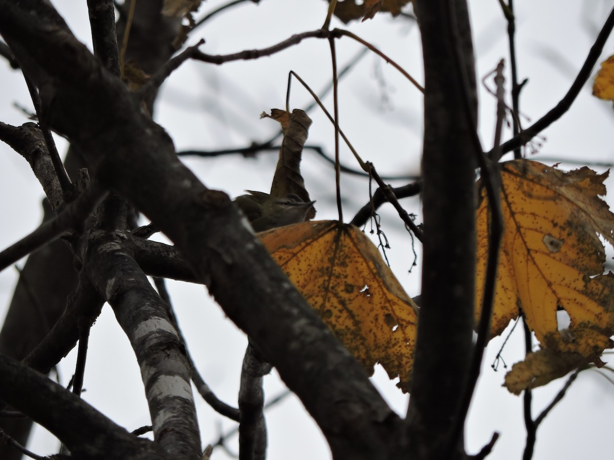 Kızıl Gözlü Vireo - ML646151290