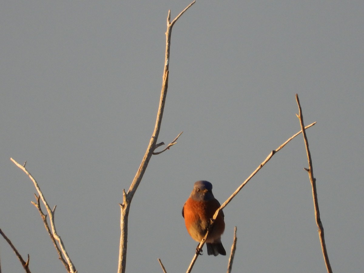 salašník západní - ML646151296