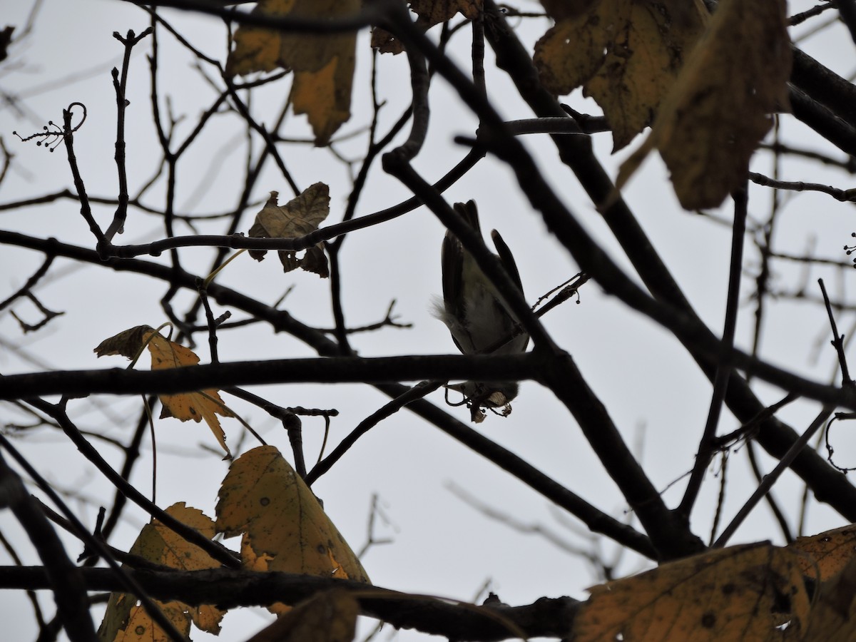 Kızıl Gözlü Vireo - ML646151301