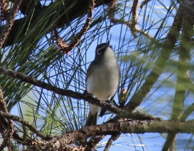 Blue-headed Vireo - ML646151303