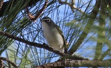 Blue-headed Vireo - ML646151304