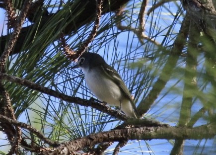 Blue-headed Vireo - ML646151305