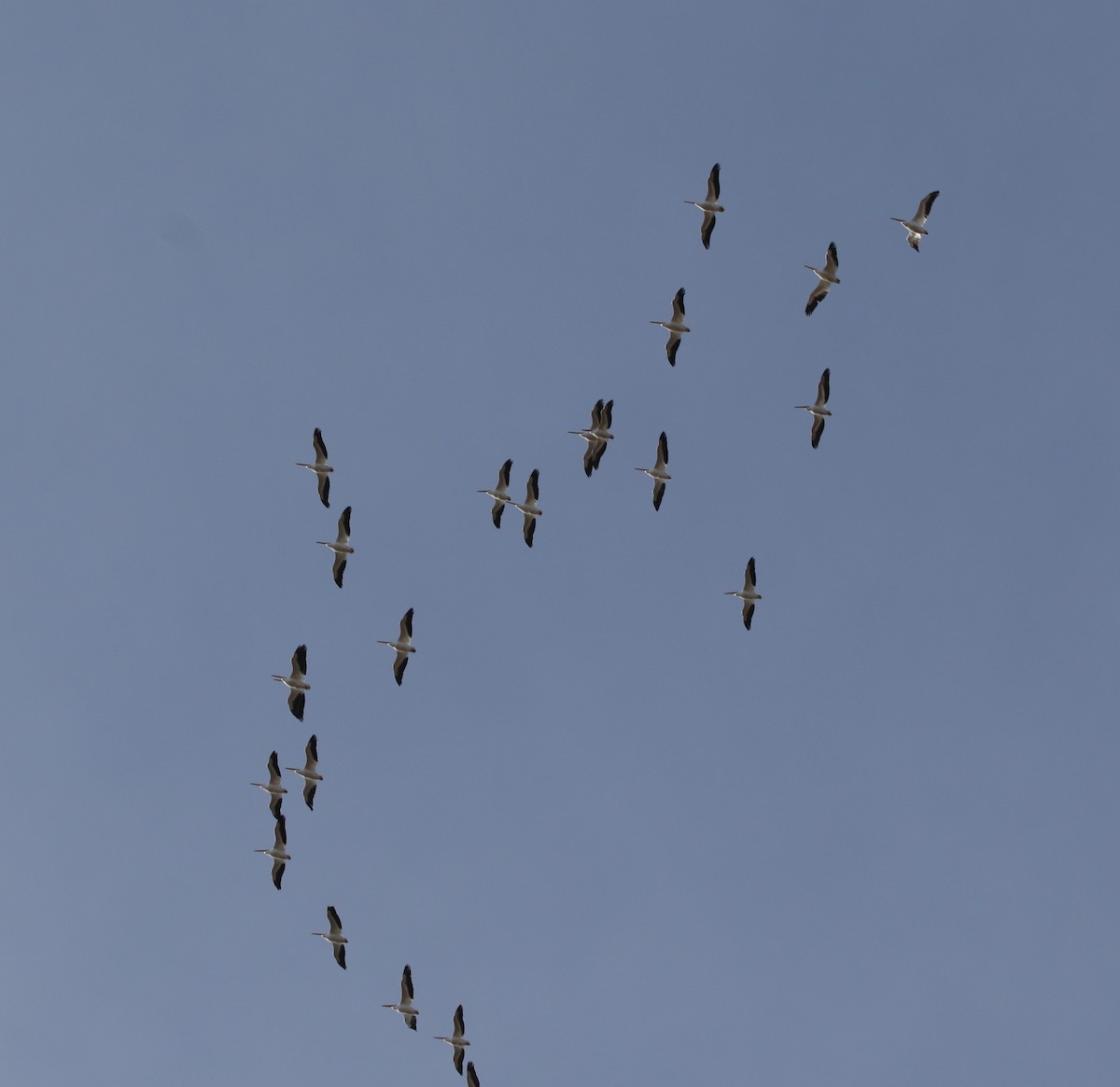 American White Pelican - ML646151308
