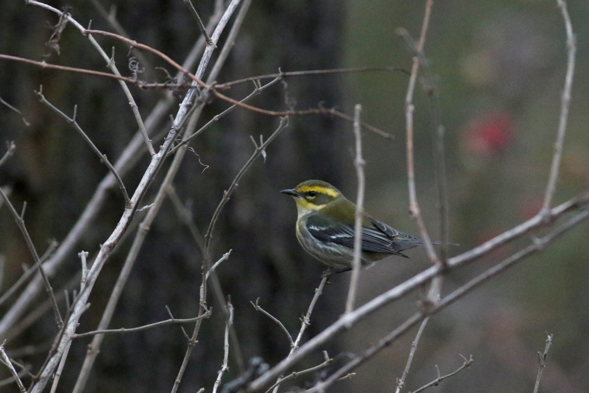 Townsend's Warbler - ML646151312