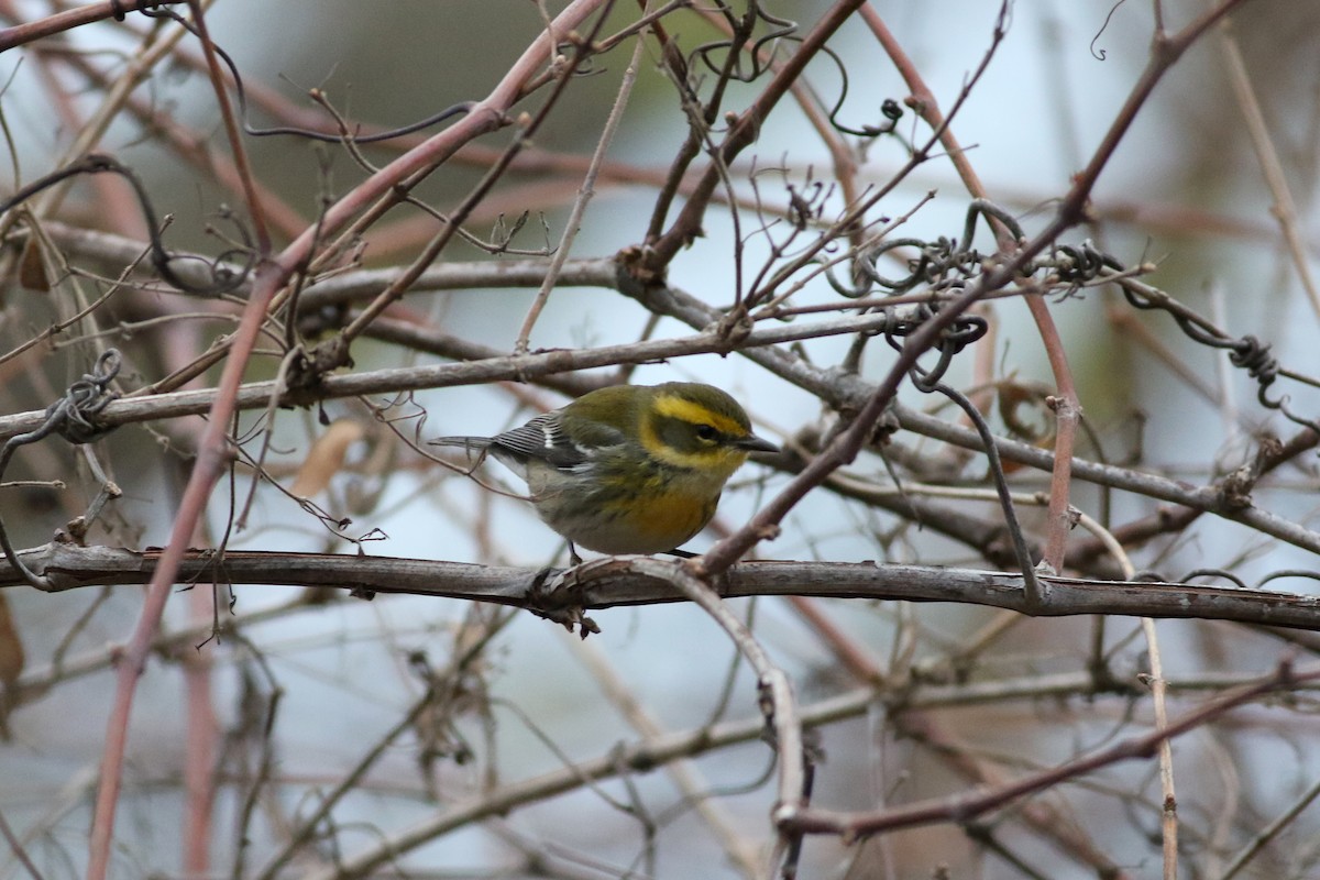 Townsend's Warbler - ML646151313