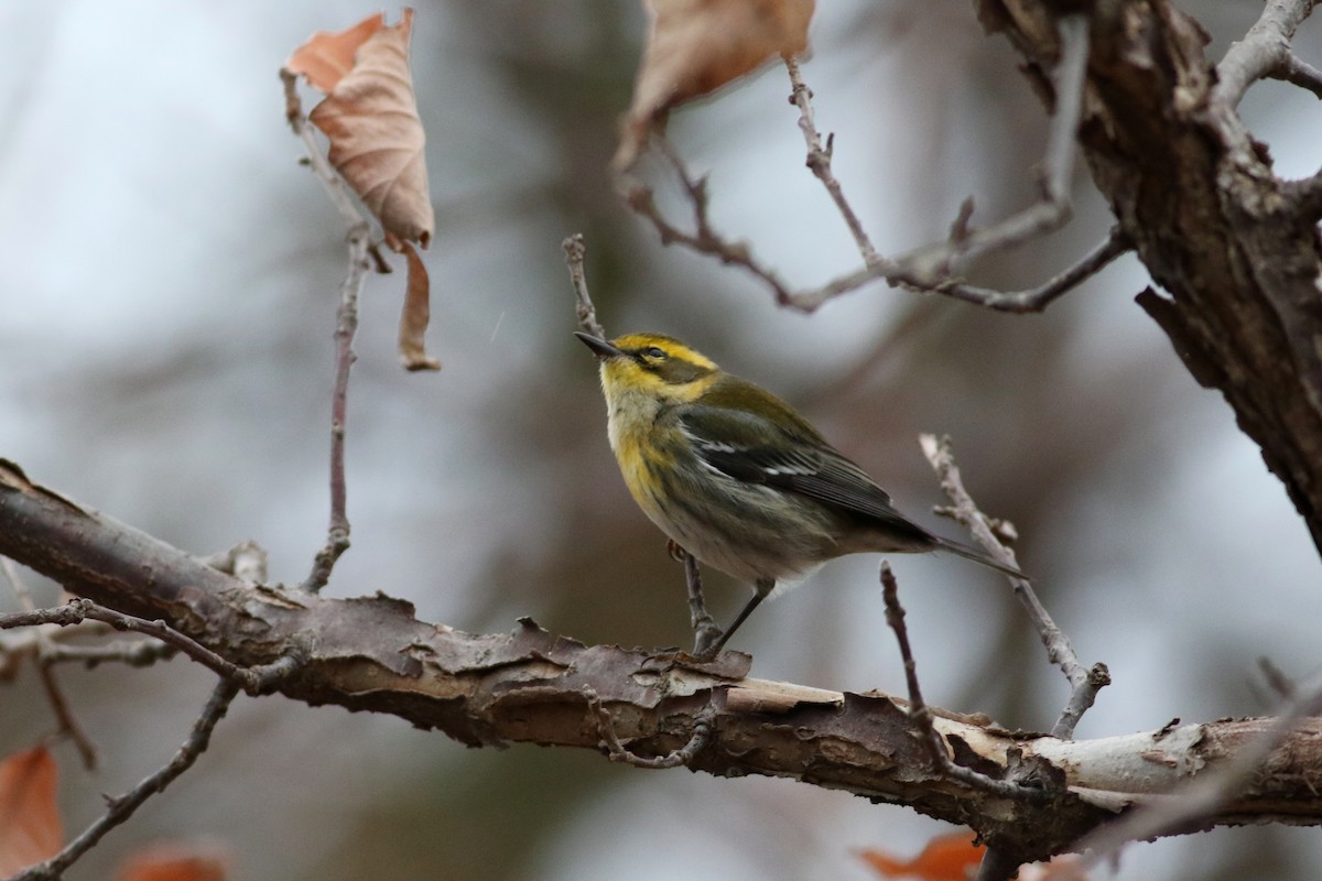 Townsend's Warbler - ML646151314