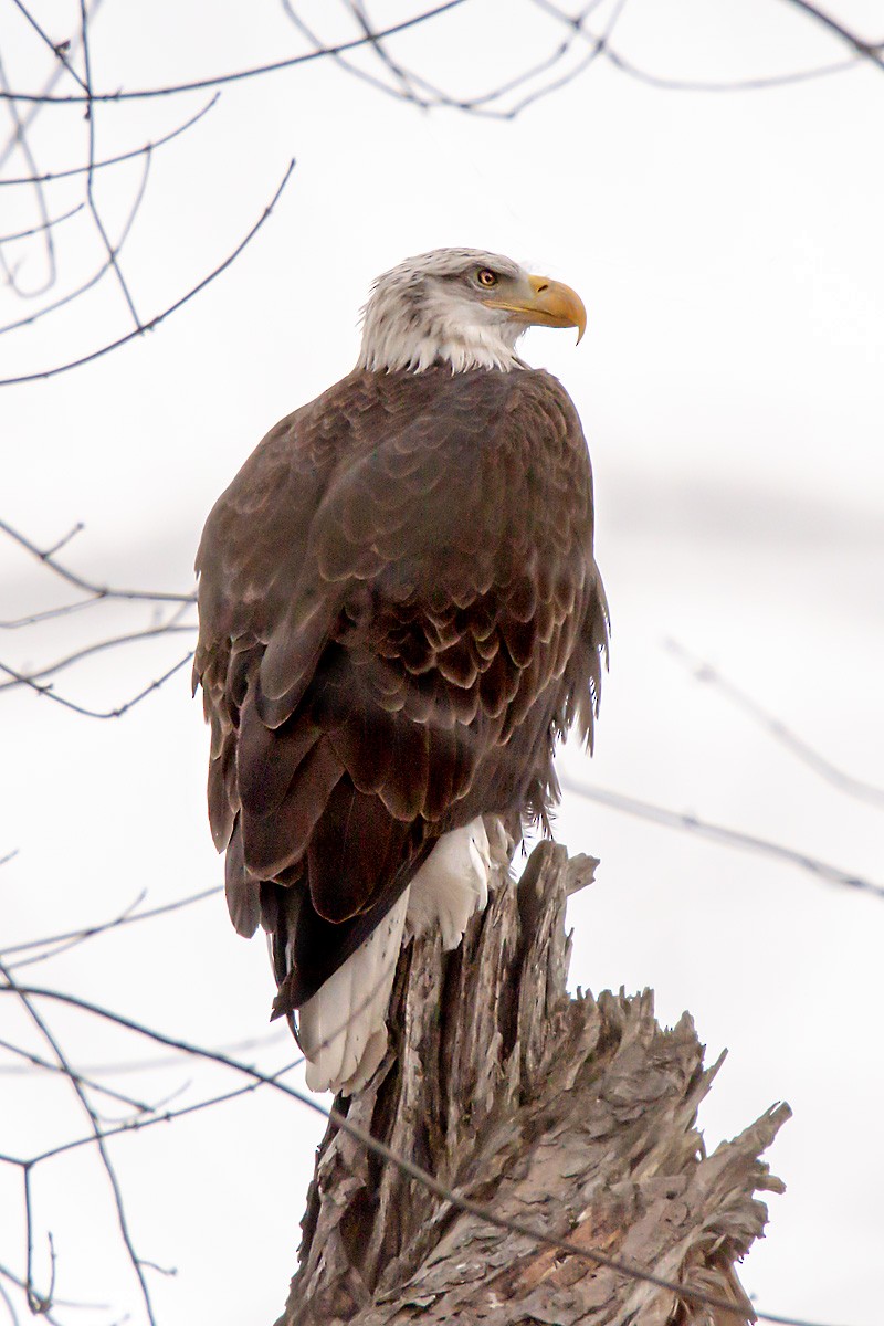 Bald Eagle - ML646151316