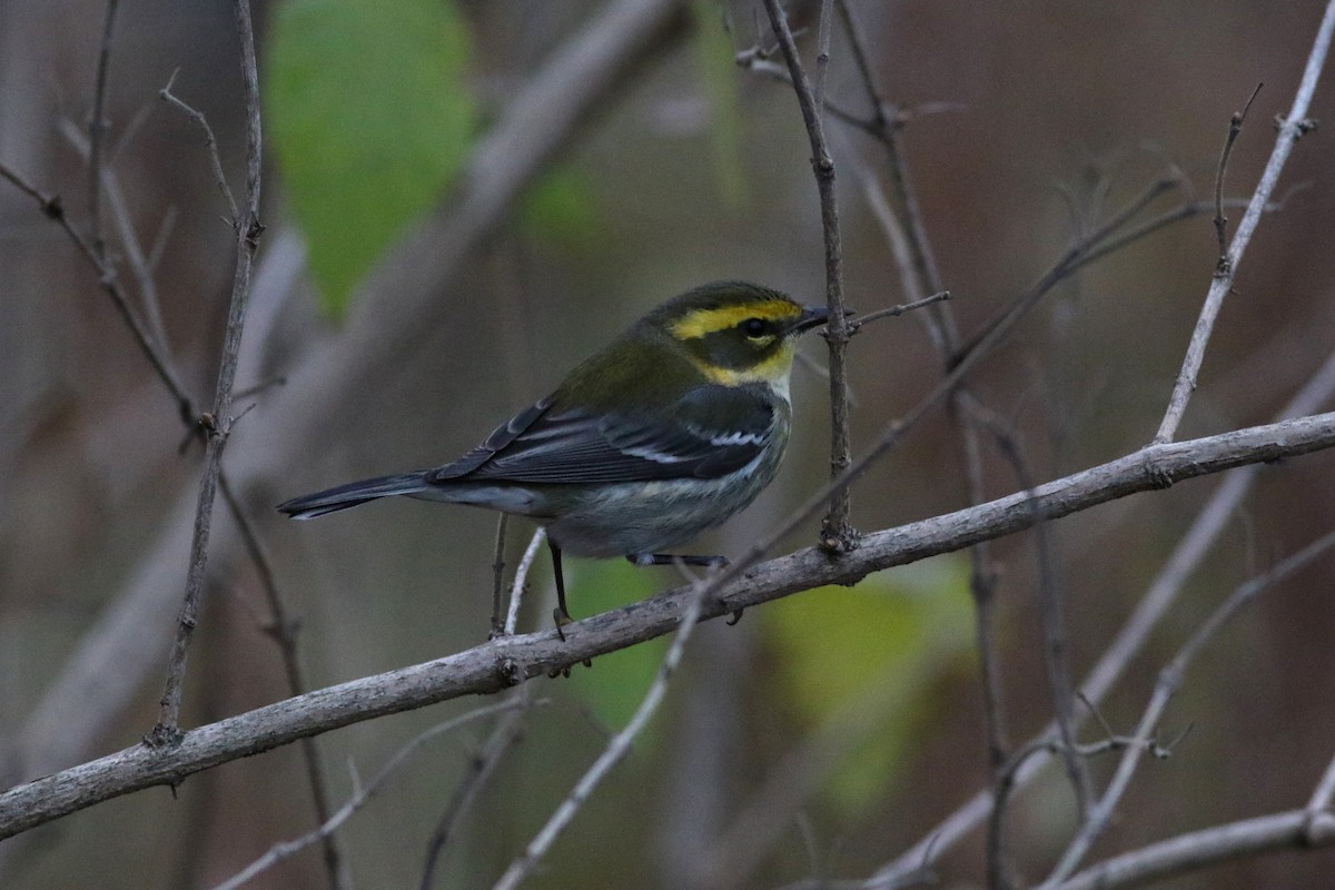 Townsend's Warbler - ML646151317