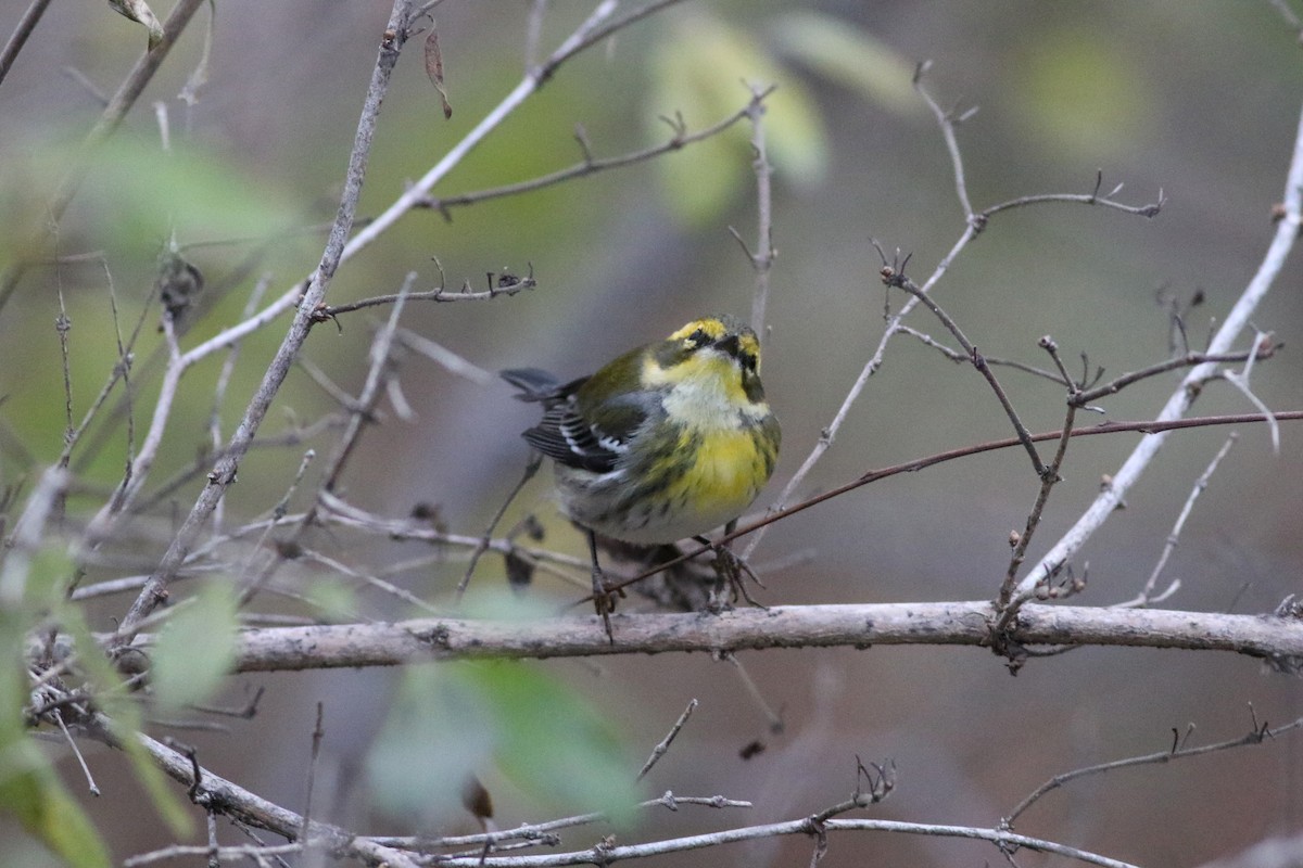 Townsend's Warbler - ML646151318