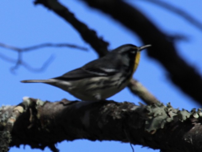 Yellow-throated Warbler - ML646151319