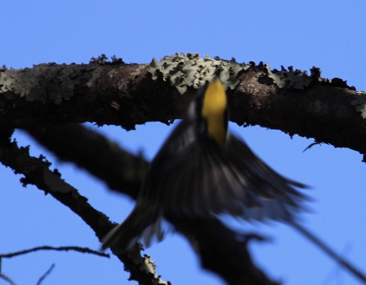 Yellow-throated Warbler - ML646151320