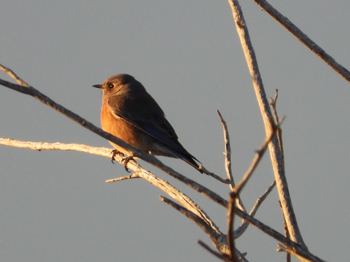 salašník západní - ML646151327