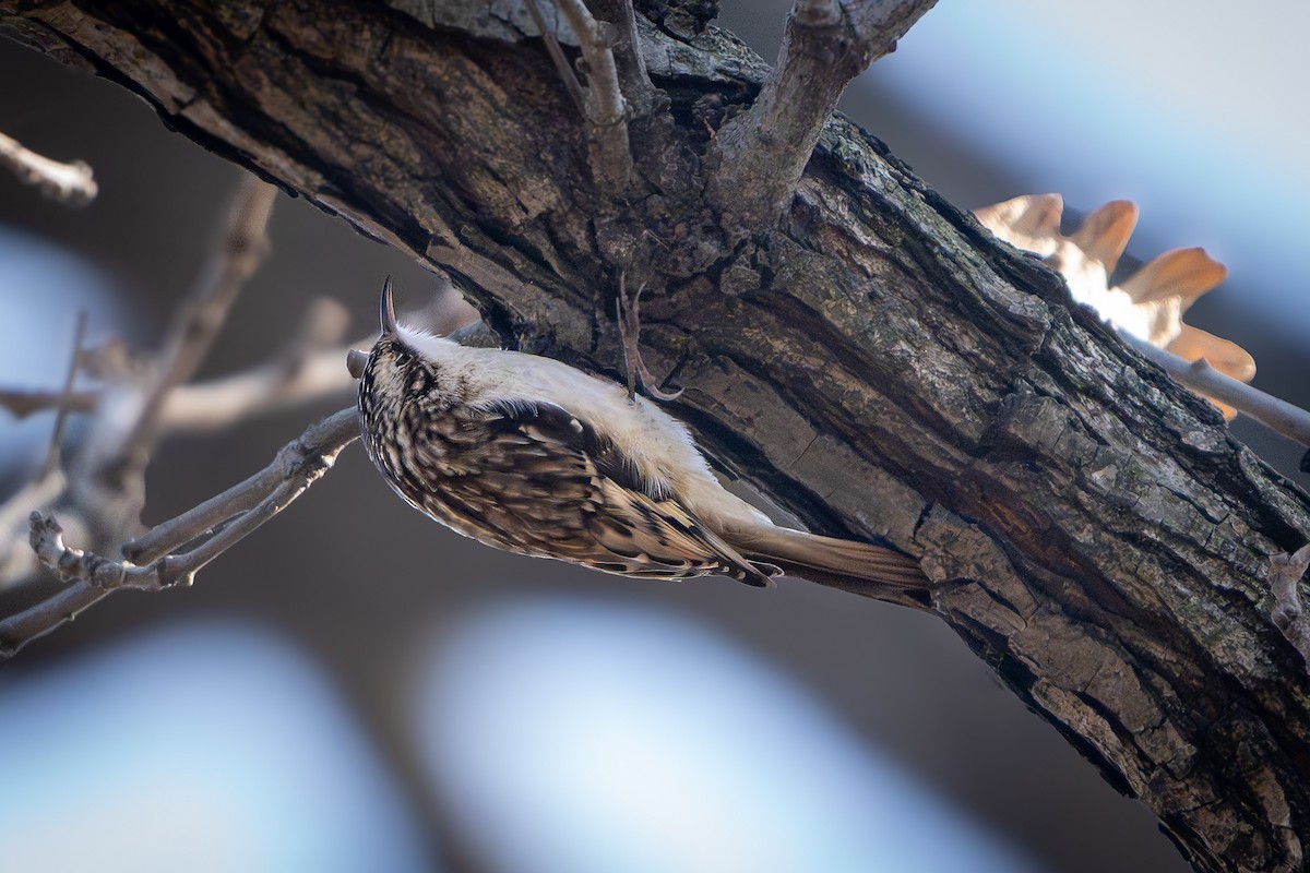 Brown Creeper - ML646151330