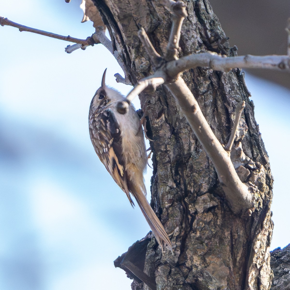Brown Creeper - ML646151331