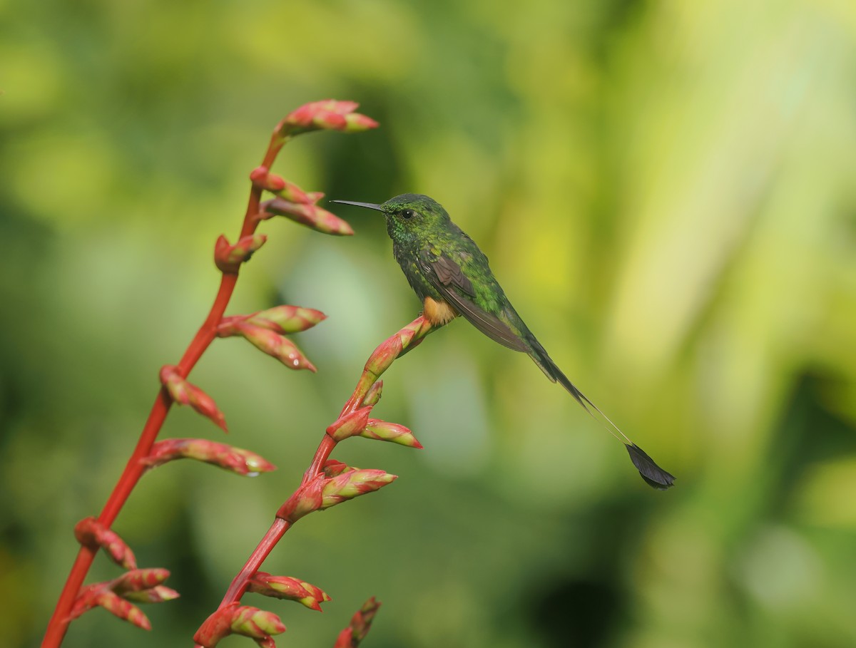 Peruvian Racket-tail - ML646151342