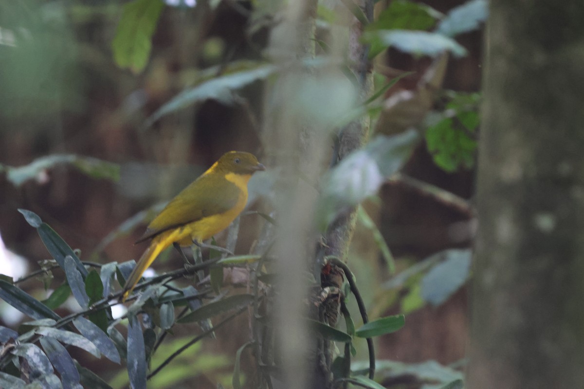 Golden Bowerbird - ML646151343