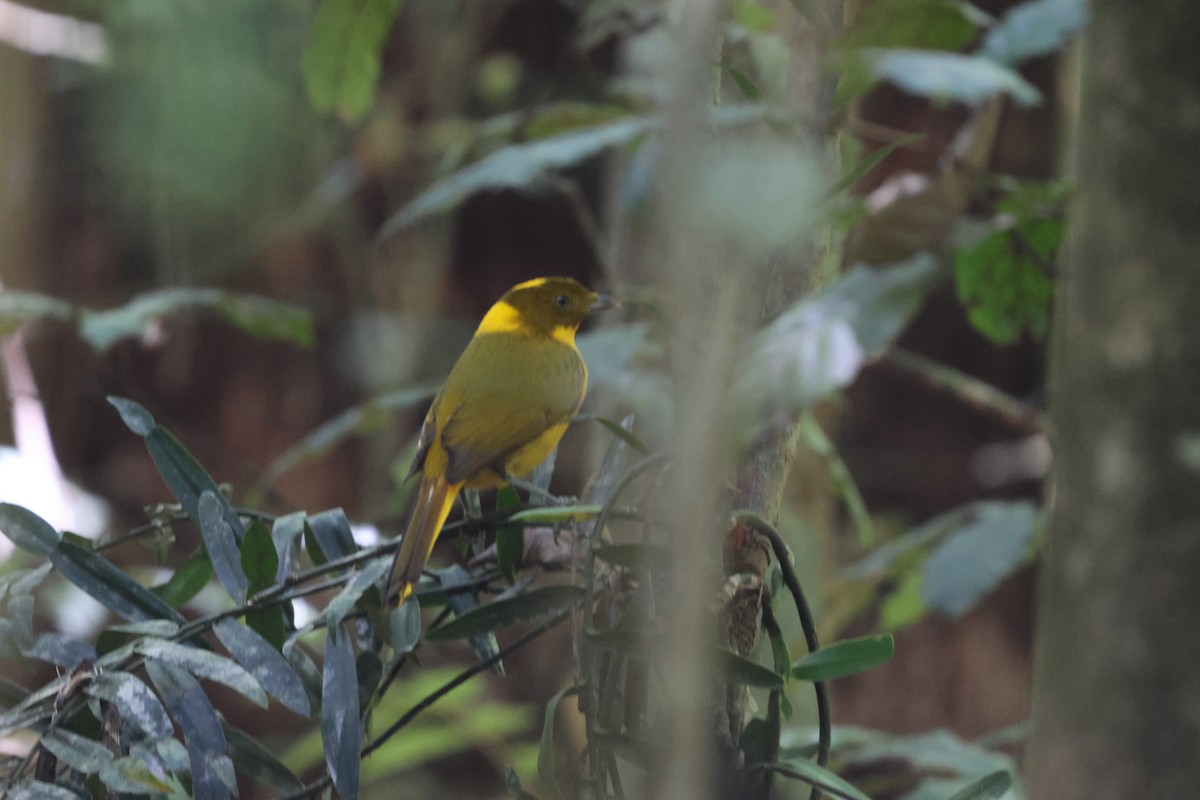 Golden Bowerbird - ML646151344