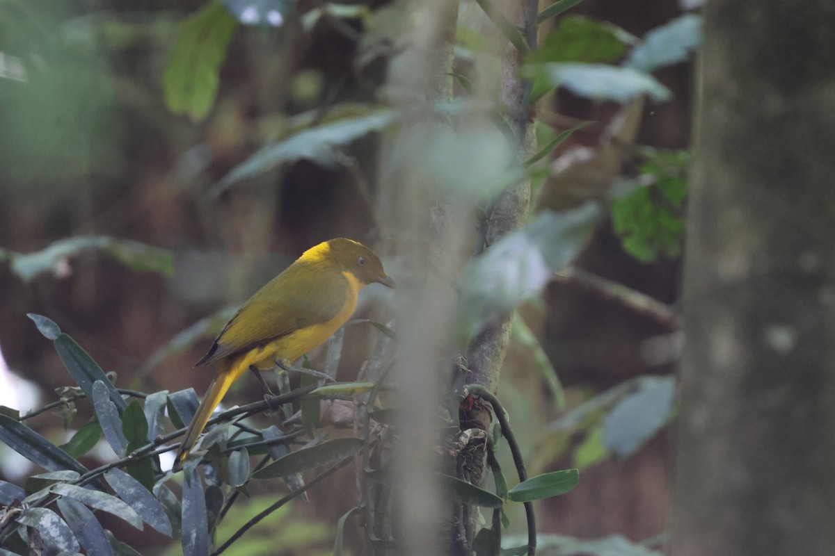 Golden Bowerbird - ML646151345