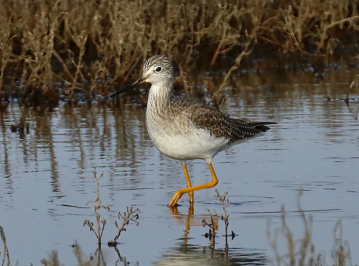 Greater Yellowlegs - ML646151346
