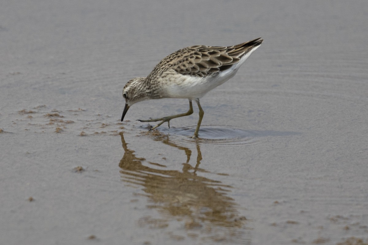 Long-toed Stint - ML646151349