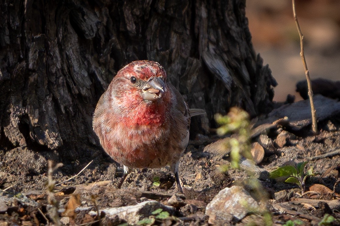 House Finch - ML646151350