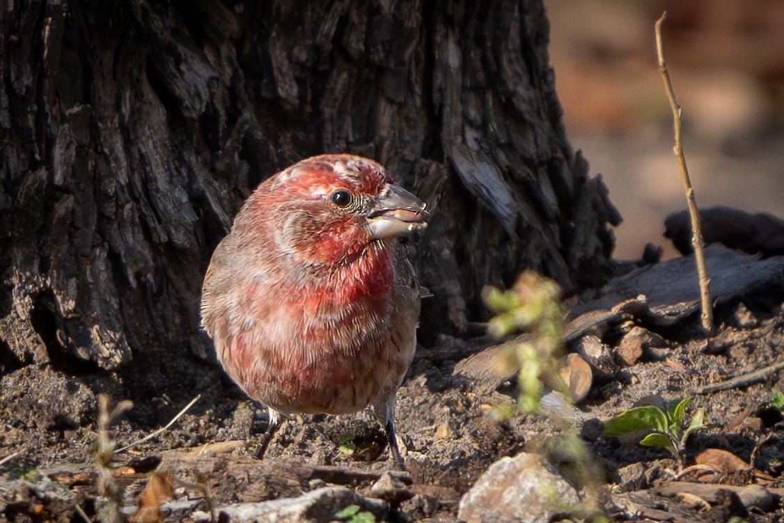 House Finch - ML646151351