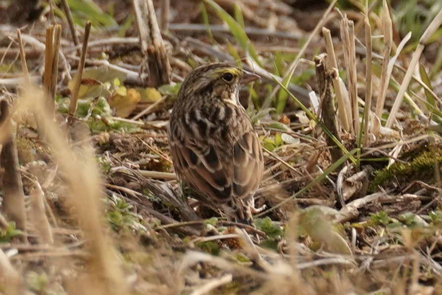 Savannah Sparrow - ML646151352