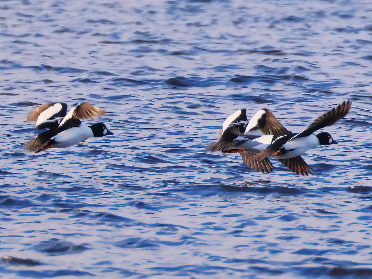 Common Goldeneye - ML646151353