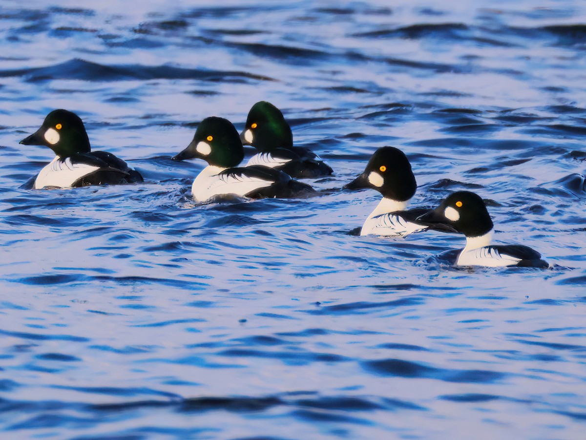 Common Goldeneye - ML646151354
