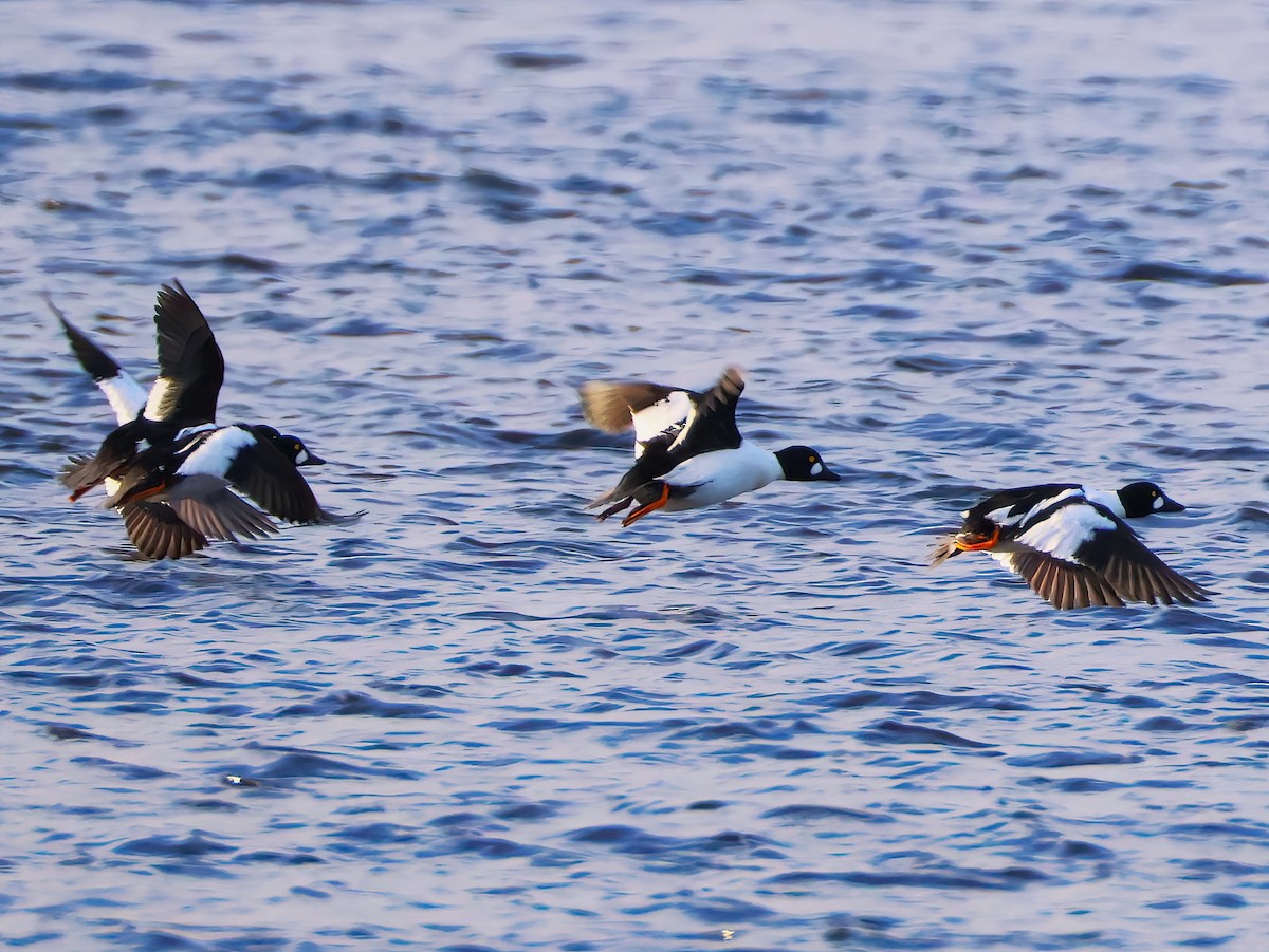 Common Goldeneye - ML646151355