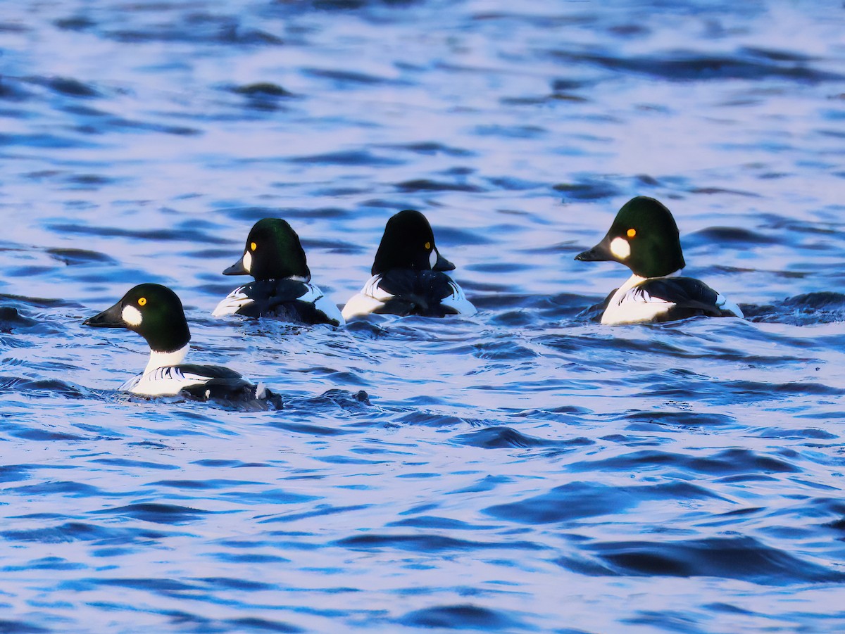 Common Goldeneye - ML646151356