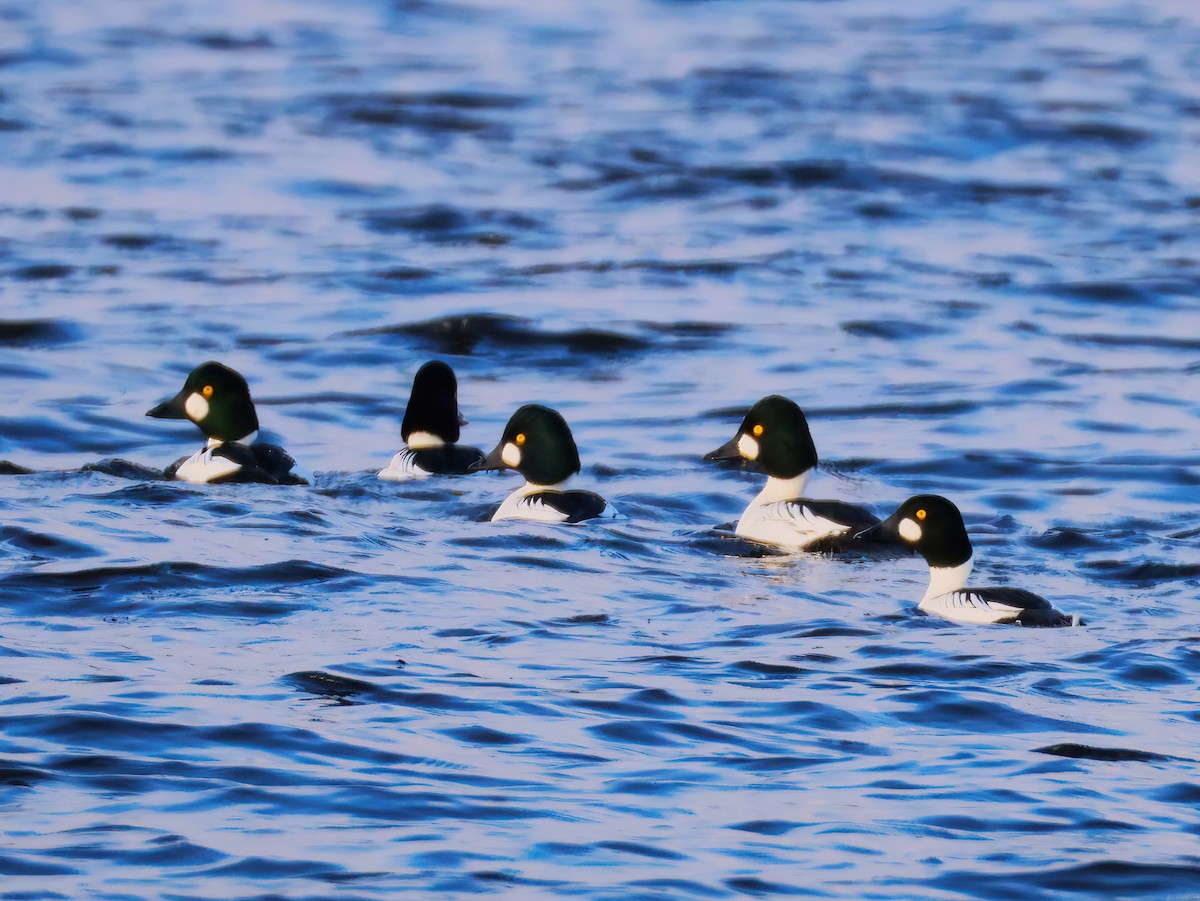 Common Goldeneye - ML646151357