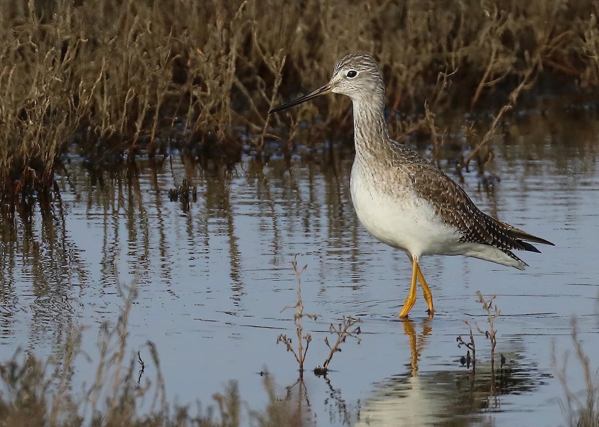 Greater Yellowlegs - ML646151358