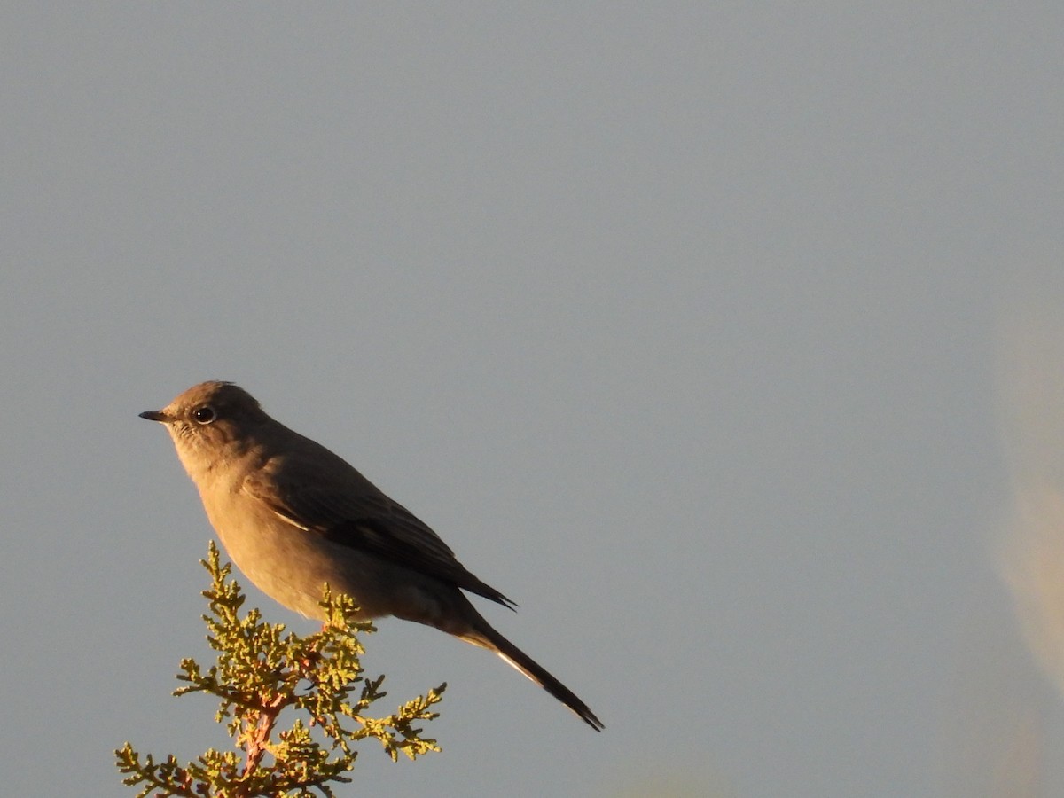 Townsend's Solitaire - ML646151360