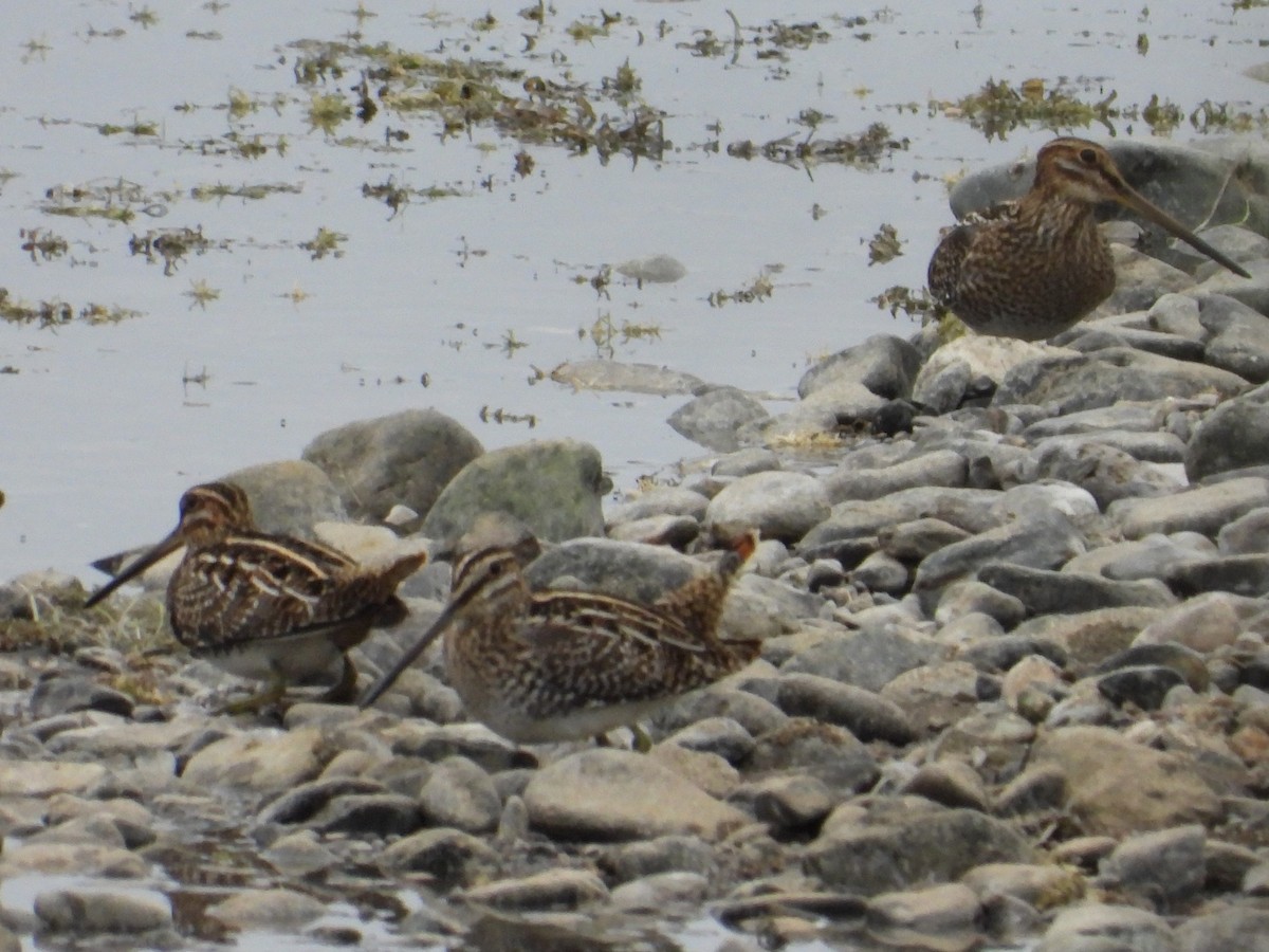 Wilson's Snipe - ML646151362