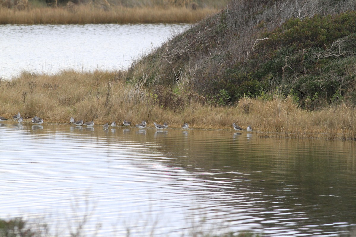 Tüpfelgelbschenkel - ML646151363