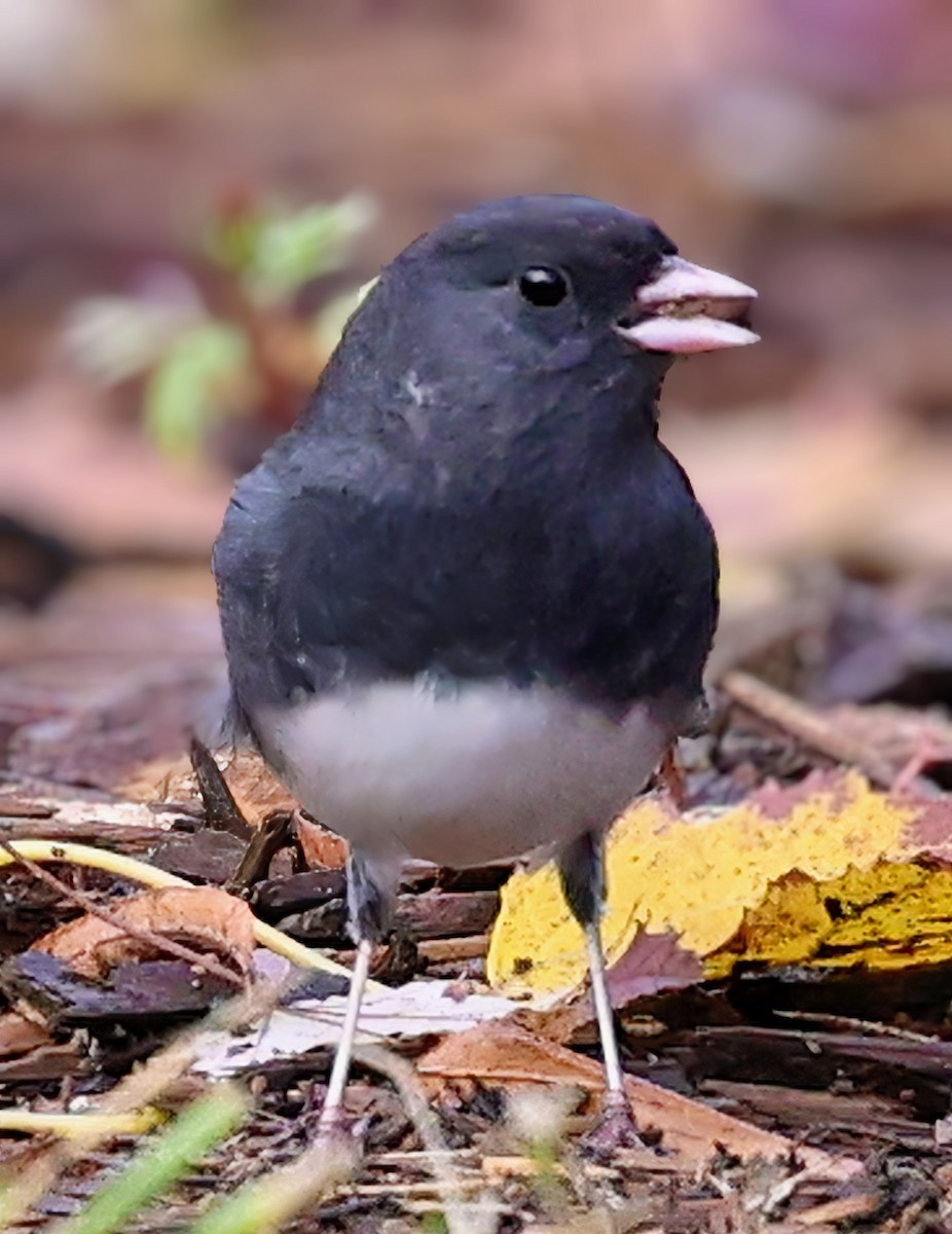 Dark-eyed Junco - ML646151364