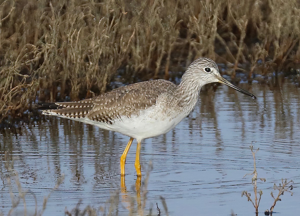 Greater Yellowlegs - ML646151365