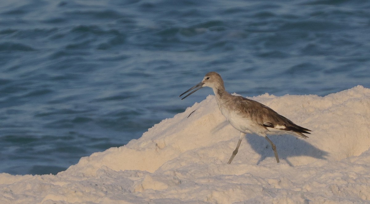 Willet (Western) - ML646151366