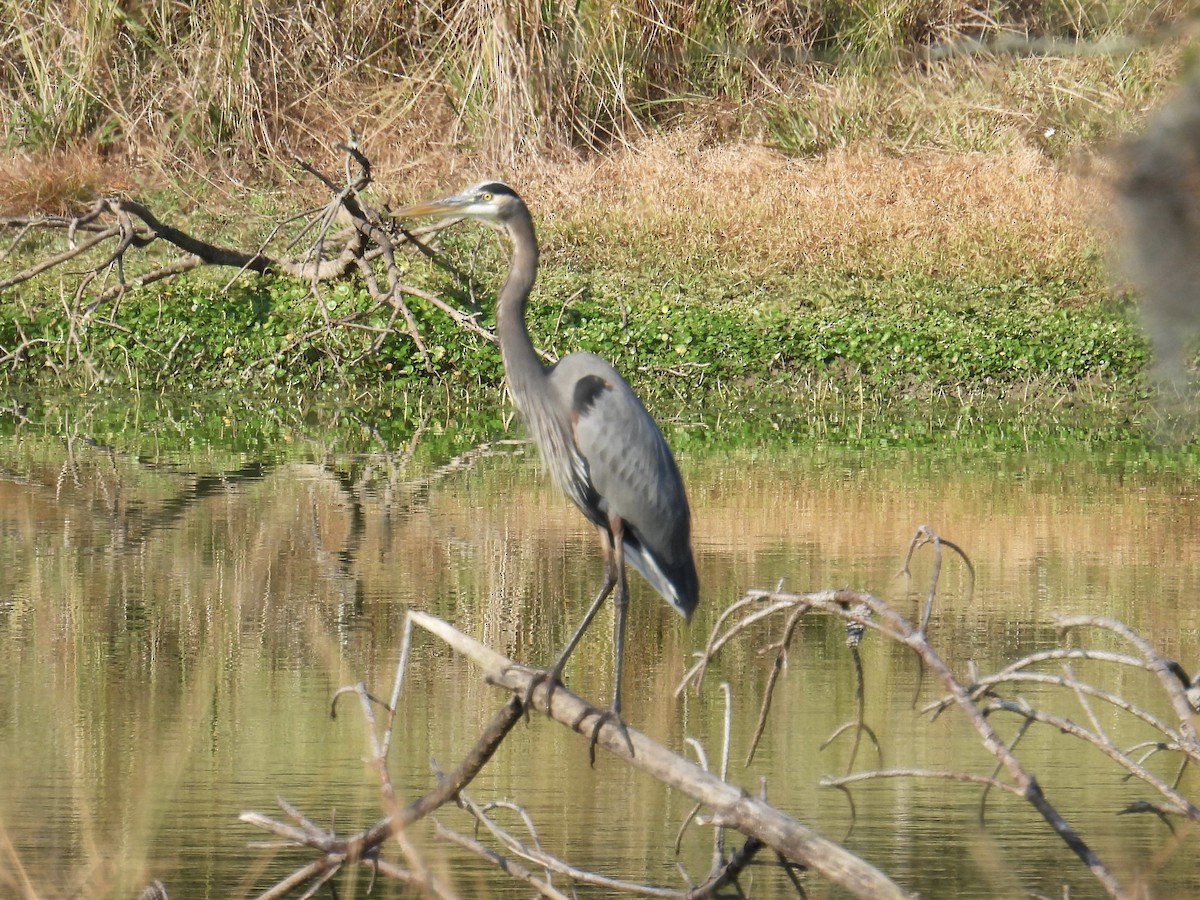 Great Blue Heron - ML646151367