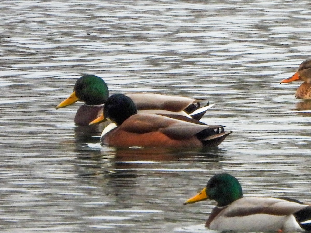 Mallard (Domestic type) - ML646151368