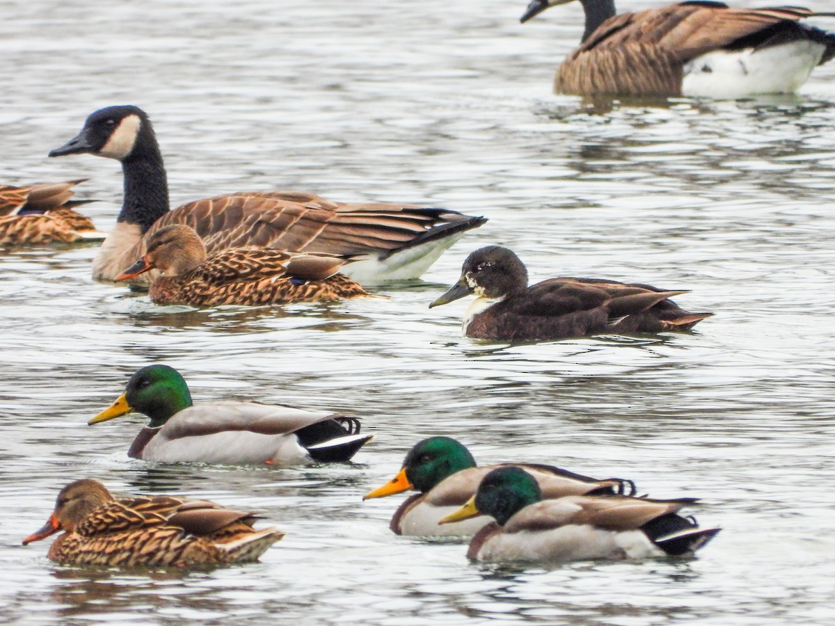 Mallard (Domestic type) - ML646151369