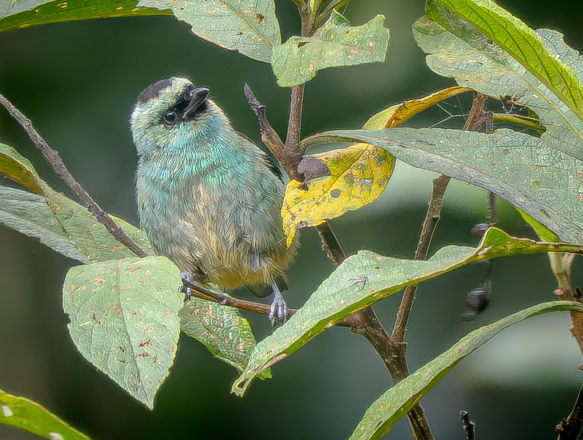 Metallic-green Tanager - ML646151371