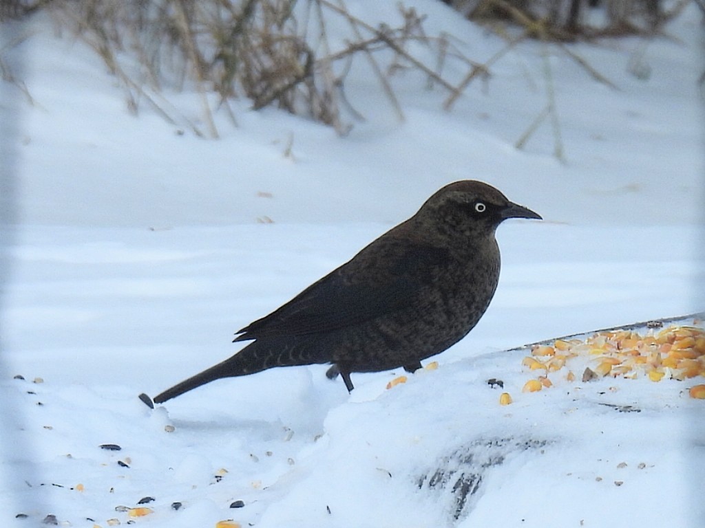 kanadatrupial - ML646151372