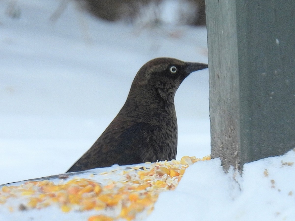 kanadatrupial - ML646151373