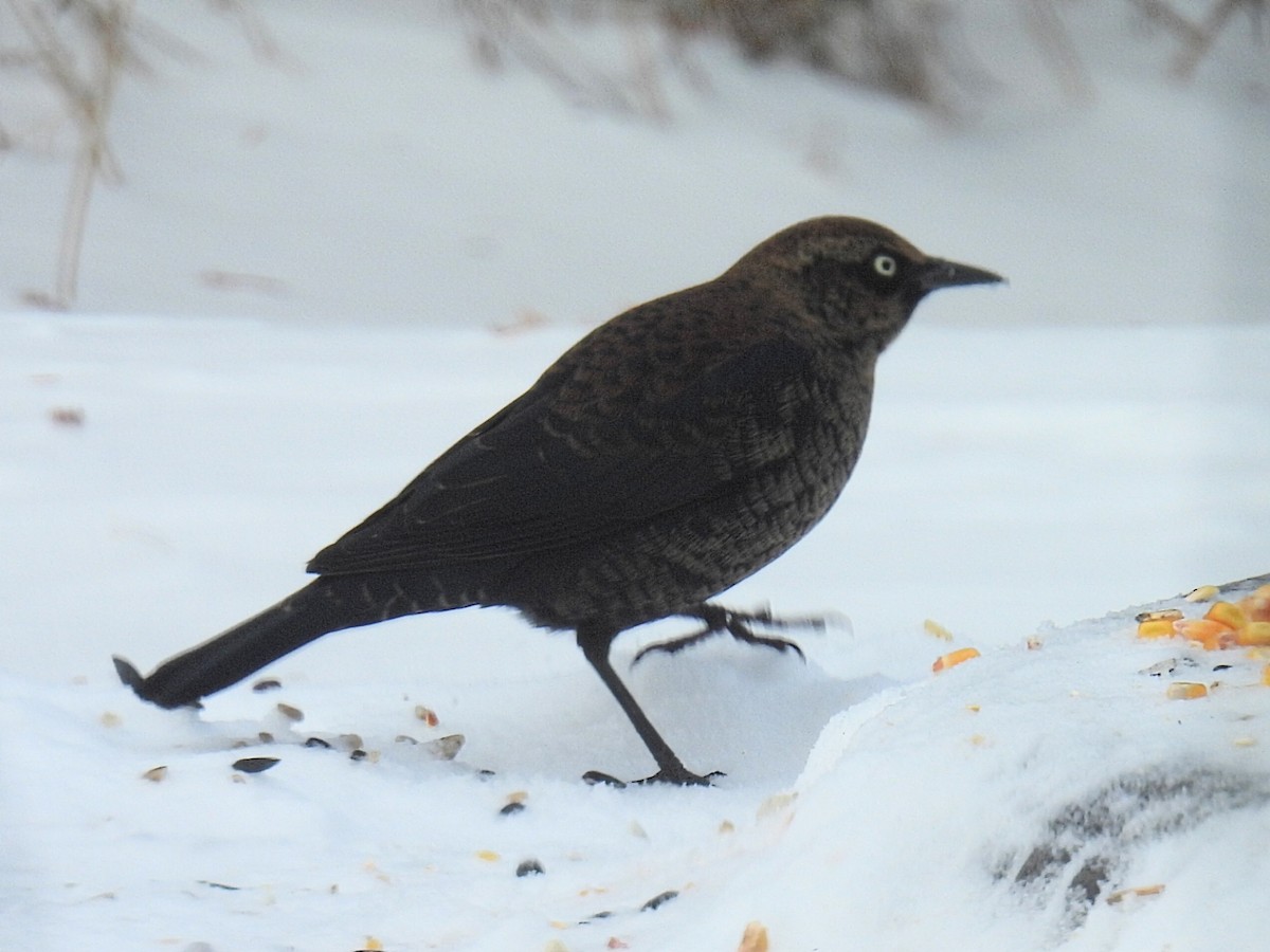 kanadatrupial - ML646151374