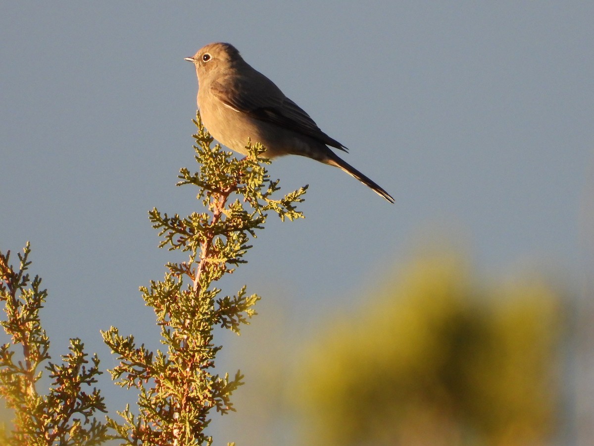 Townsend's Solitaire - ML646151380
