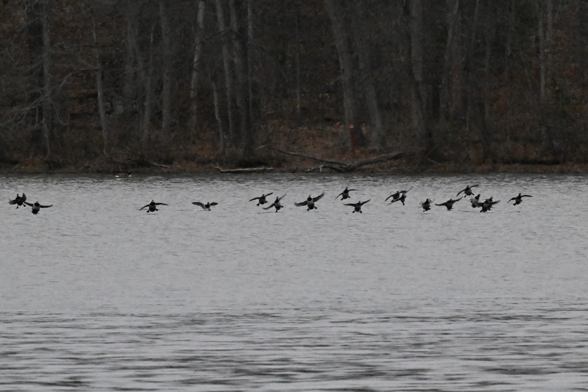 Ring-necked Duck - ML646151381