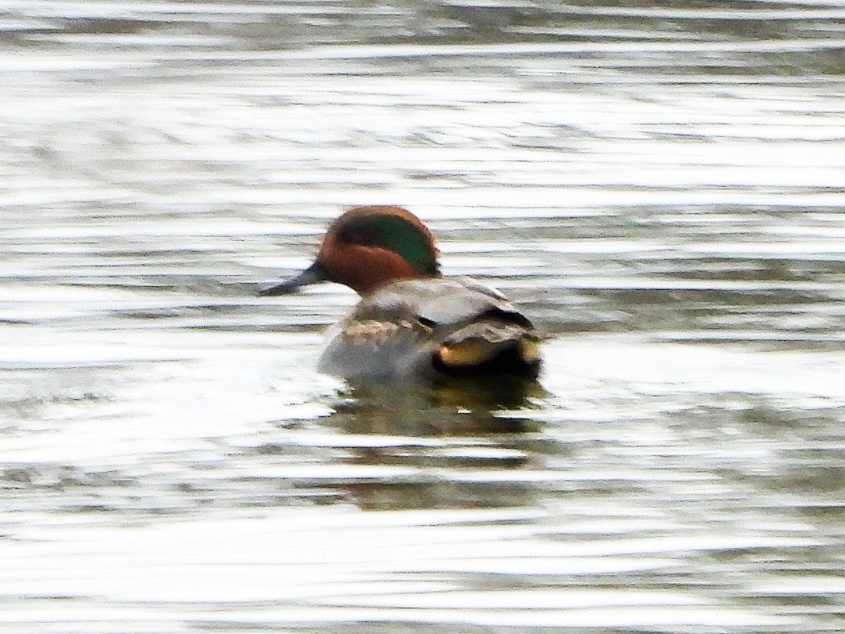 Green-winged Teal - ML646151382